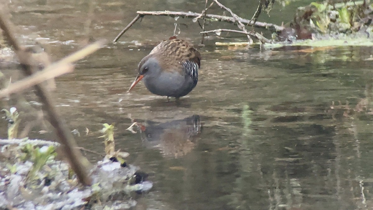 Water Rail - ML514175651