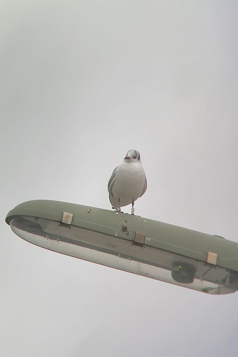 Black-headed Gull - ML514175681