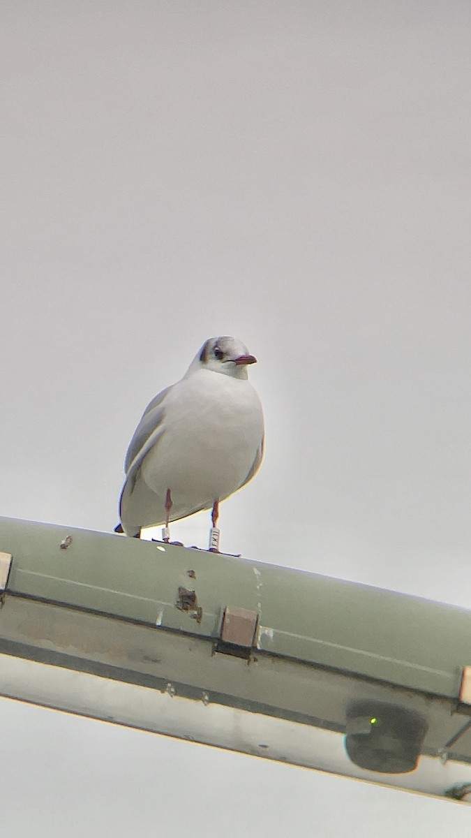 Black-headed Gull - ML514175691