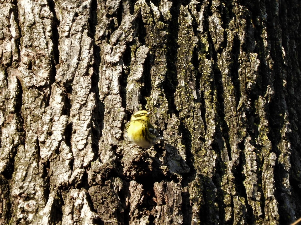 Townsend's Warbler - ML514176001