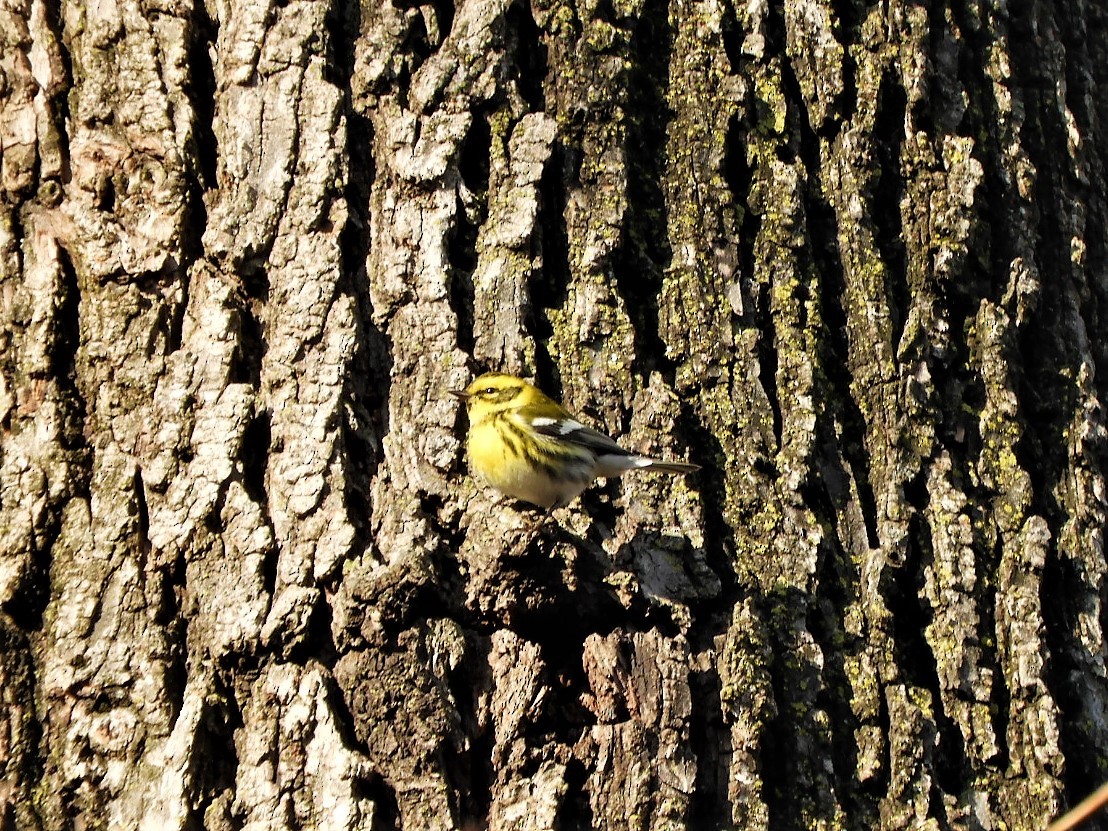 Townsend's Warbler - ML514176021