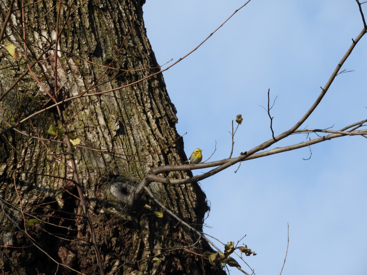 Townsend's Warbler - ML514176041