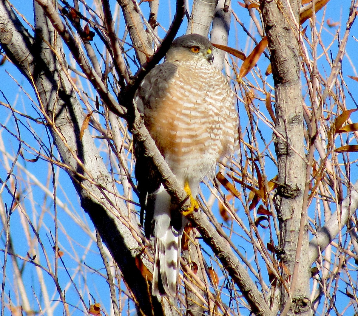 Sharp-shinned Hawk - ML514176161