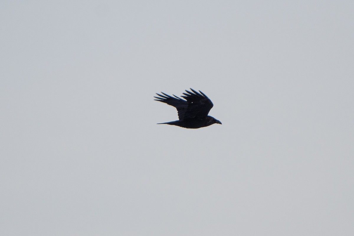 Common Raven - ML514176221