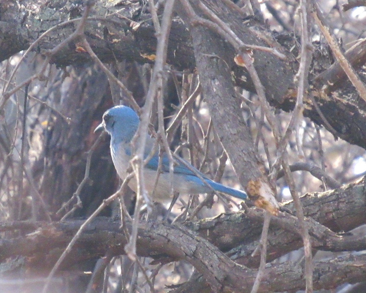 Woodhouse's Scrub-Jay - ML514176231