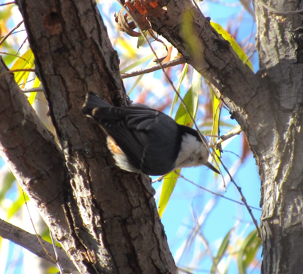 White-breasted Nuthatch - ML514176321