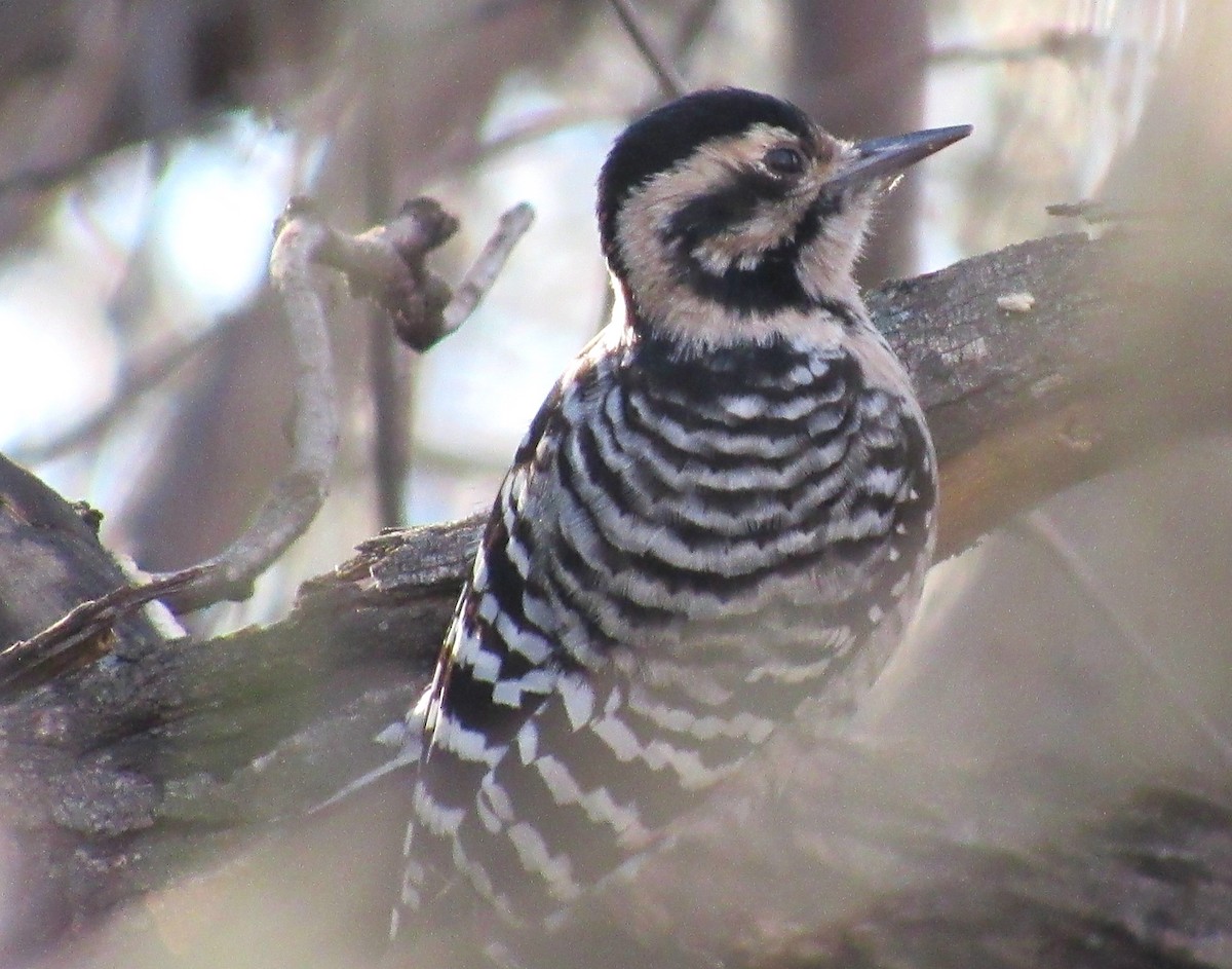 Ladder-backed Woodpecker - ML514176441