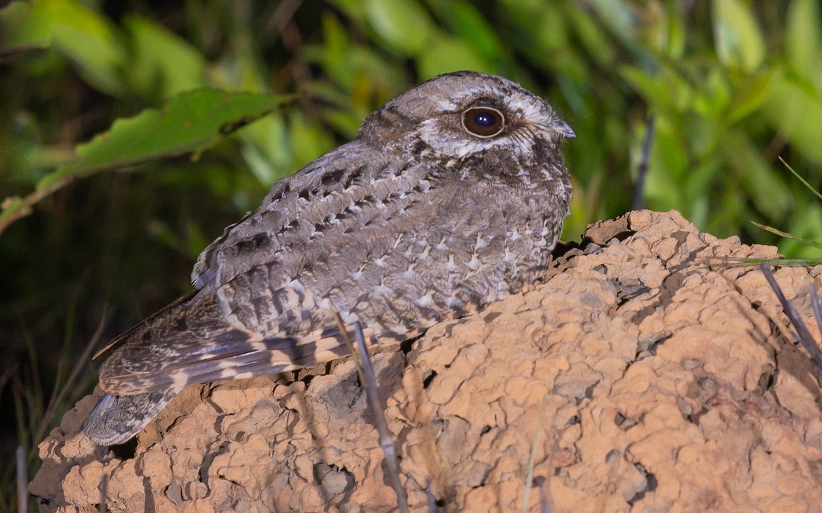 White-winged Nightjar - ML514176621