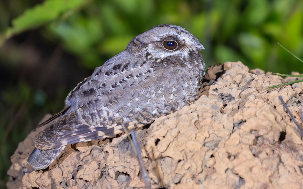 White-winged Nightjar - ML514176651