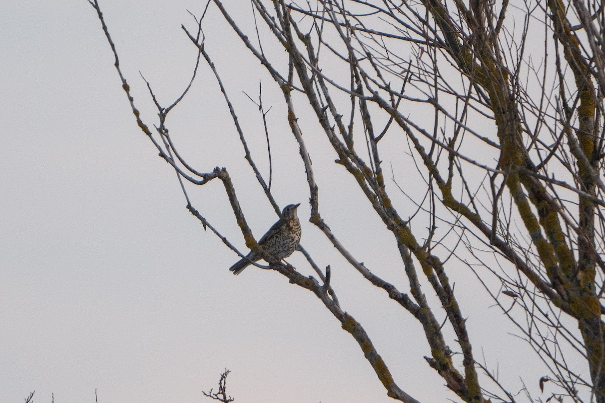 Mistle Thrush - ML514176821