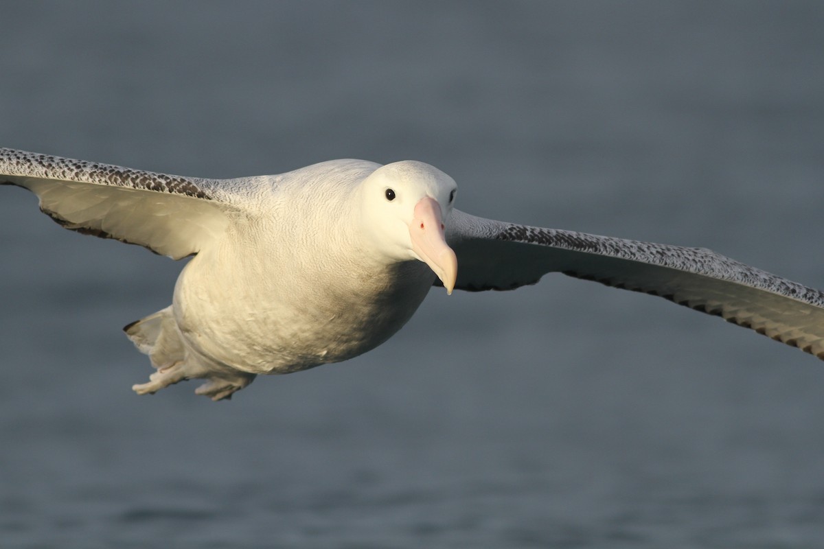 Antipodean Albatross (Gibson's) - Evan Lipton