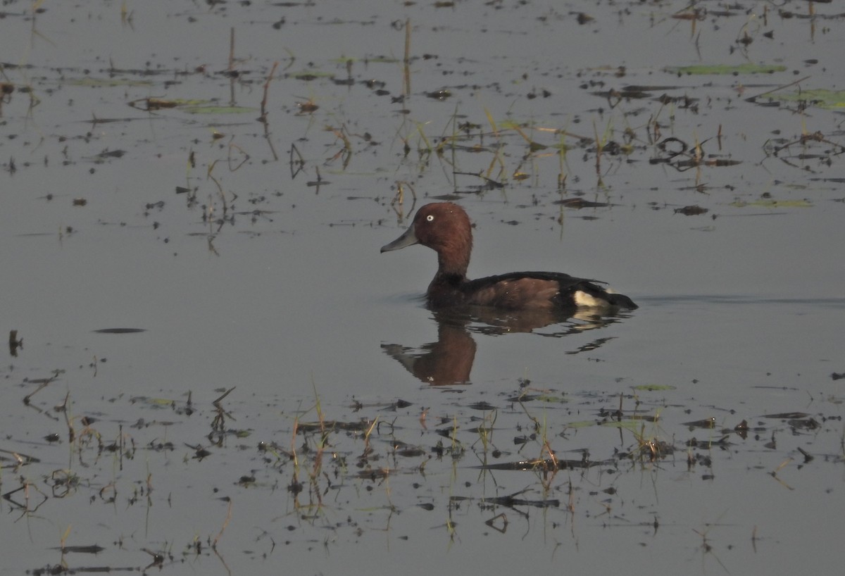 Ferruginous Duck - ML514179931