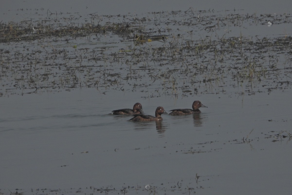 Ferruginous Duck - ML514179961