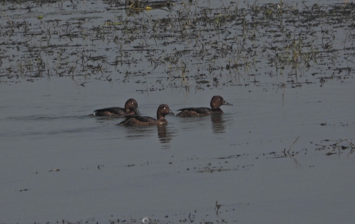 Ferruginous Duck - ML514179981