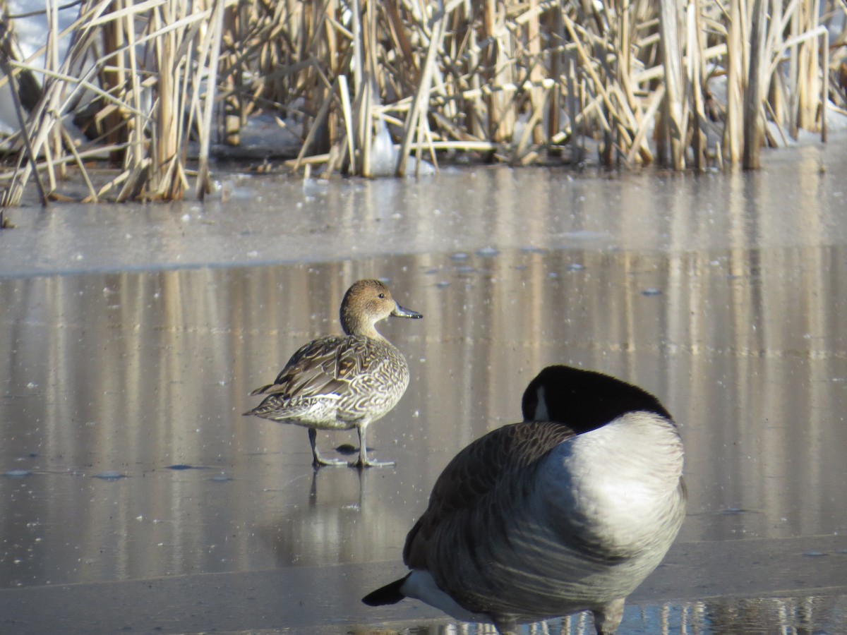 Northern Pintail - David Swain