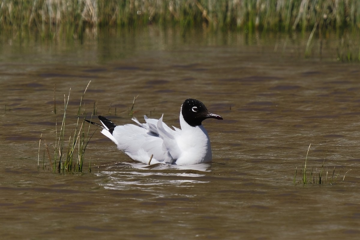 Andean Gull - Holger Teichmann