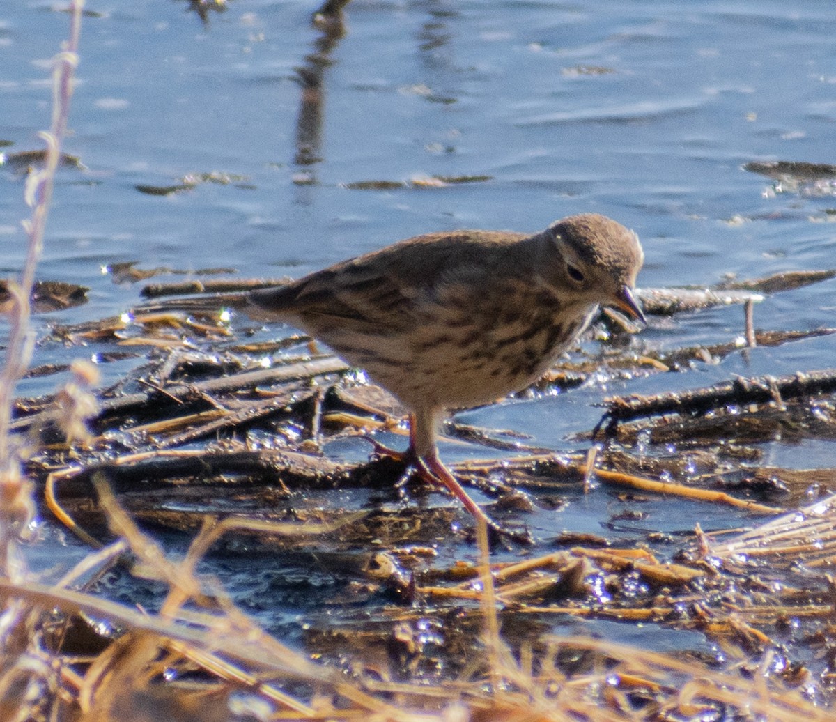 American Pipit - John Samuelson