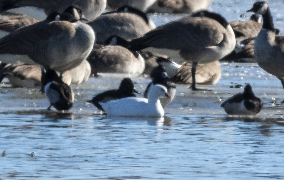 Ross's Goose - ML514182181