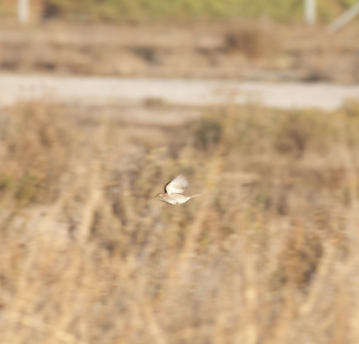 White-throated Sparrow - ML514182711