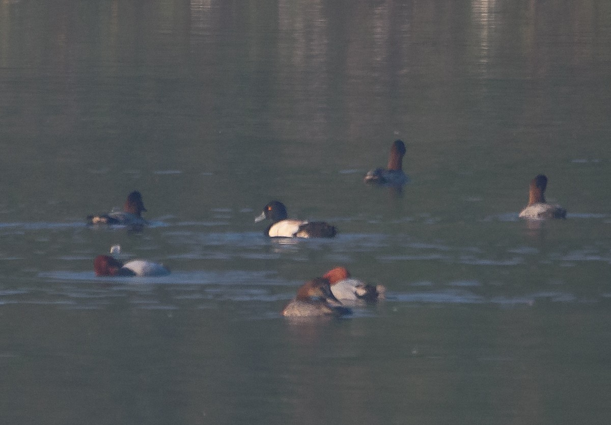 Common Pochard - Srinivas Mallela