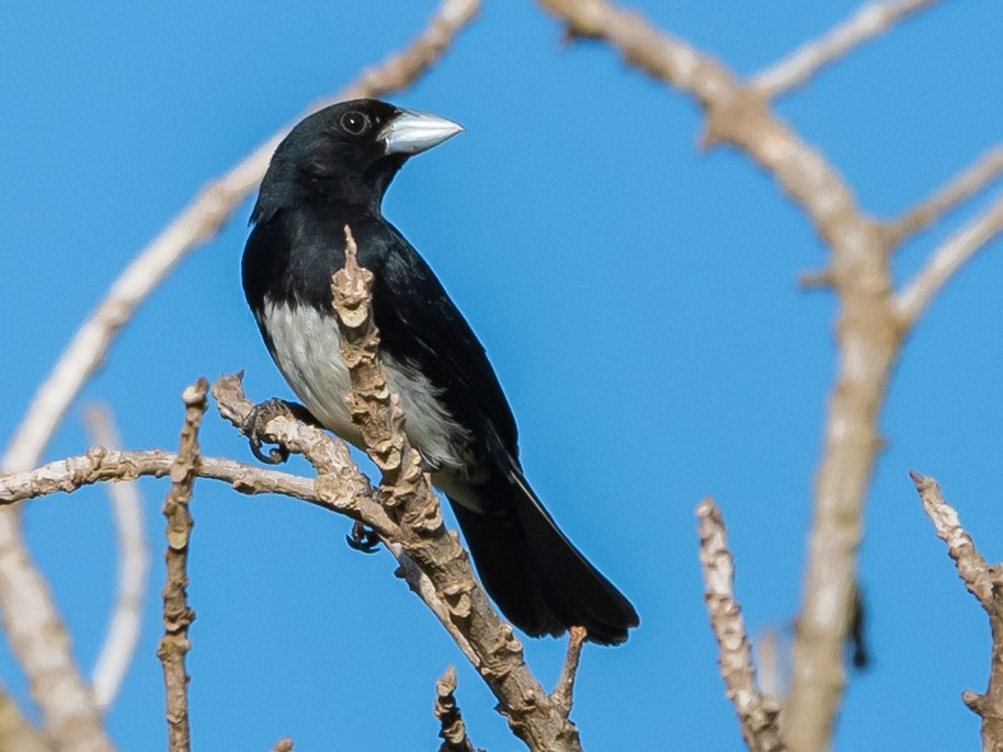 Cone-billed Tanager - ML514183401