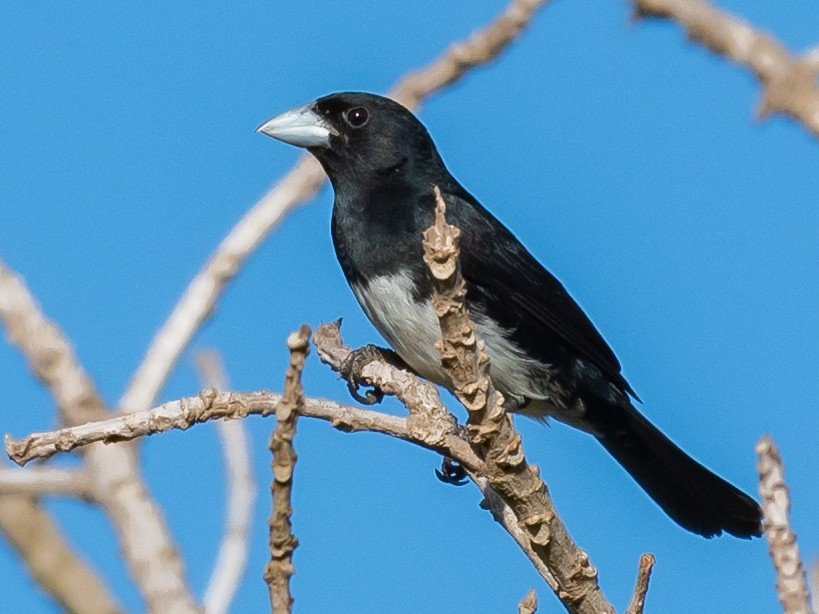 Cone-billed Tanager - ML514183411