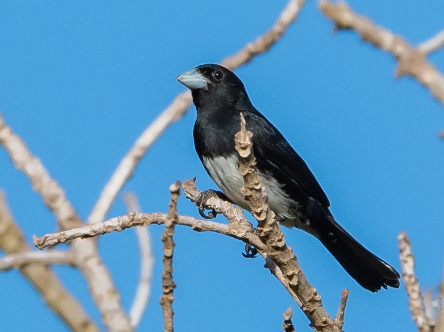 Cone-billed Tanager - ML514183421