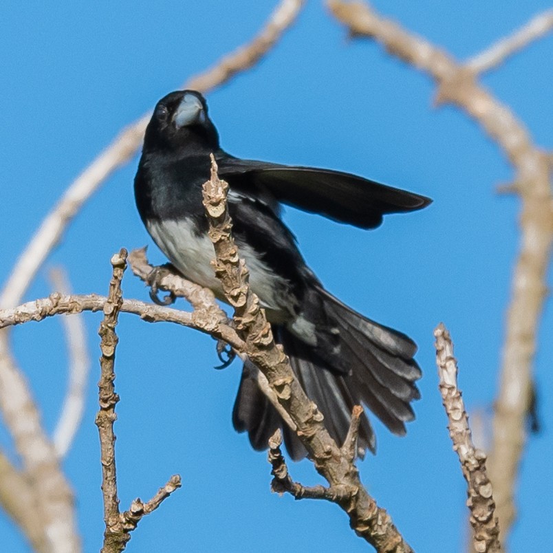 Cone-billed Tanager - ML514183441