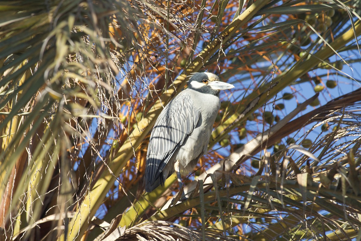 Yellow-crowned Night Heron - ML514183721