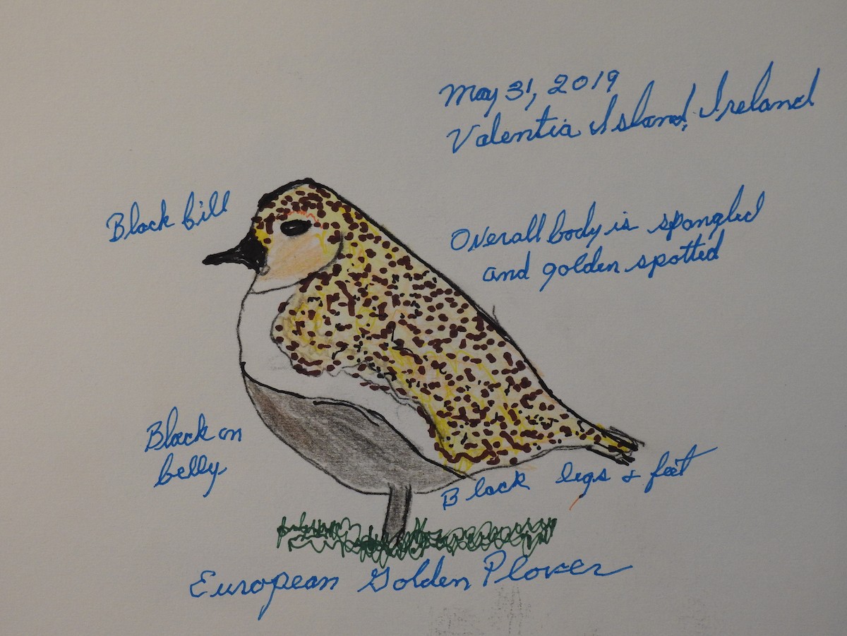 European Golden-Plover - ML514183731