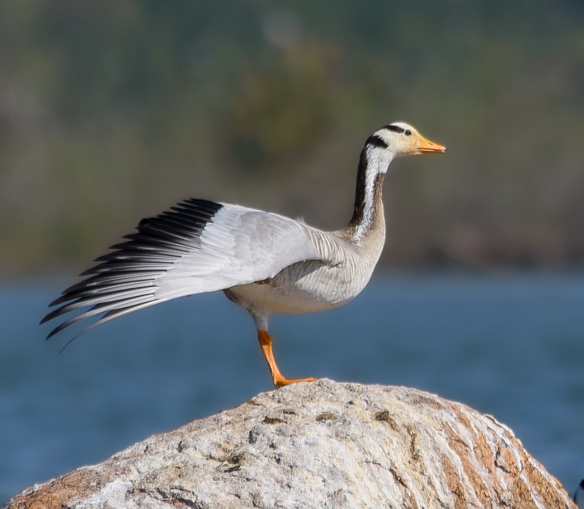 Bar-headed Goose - Srinivas Mallela