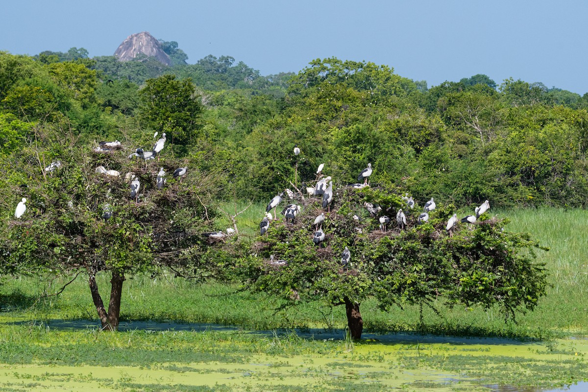 Asian Openbill - Dmytro & Elena Moraru