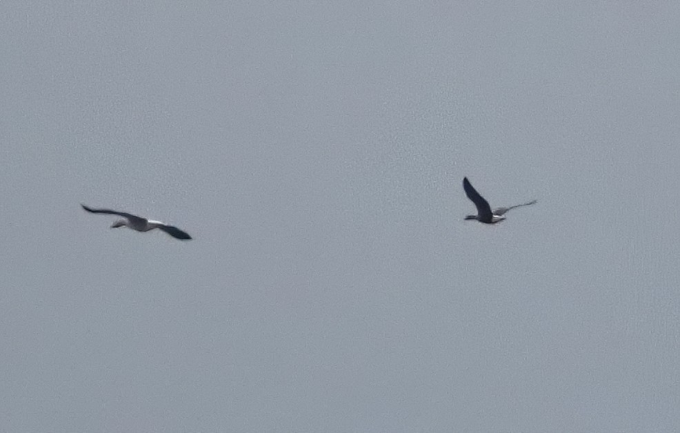 Greater White-fronted Goose - ML514186031