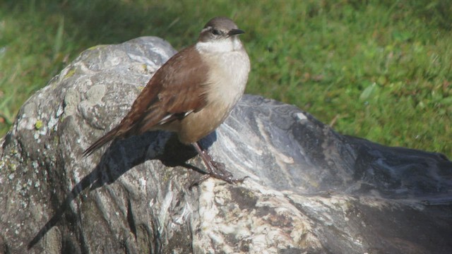 Cream-winged Cinclodes - ML514186151