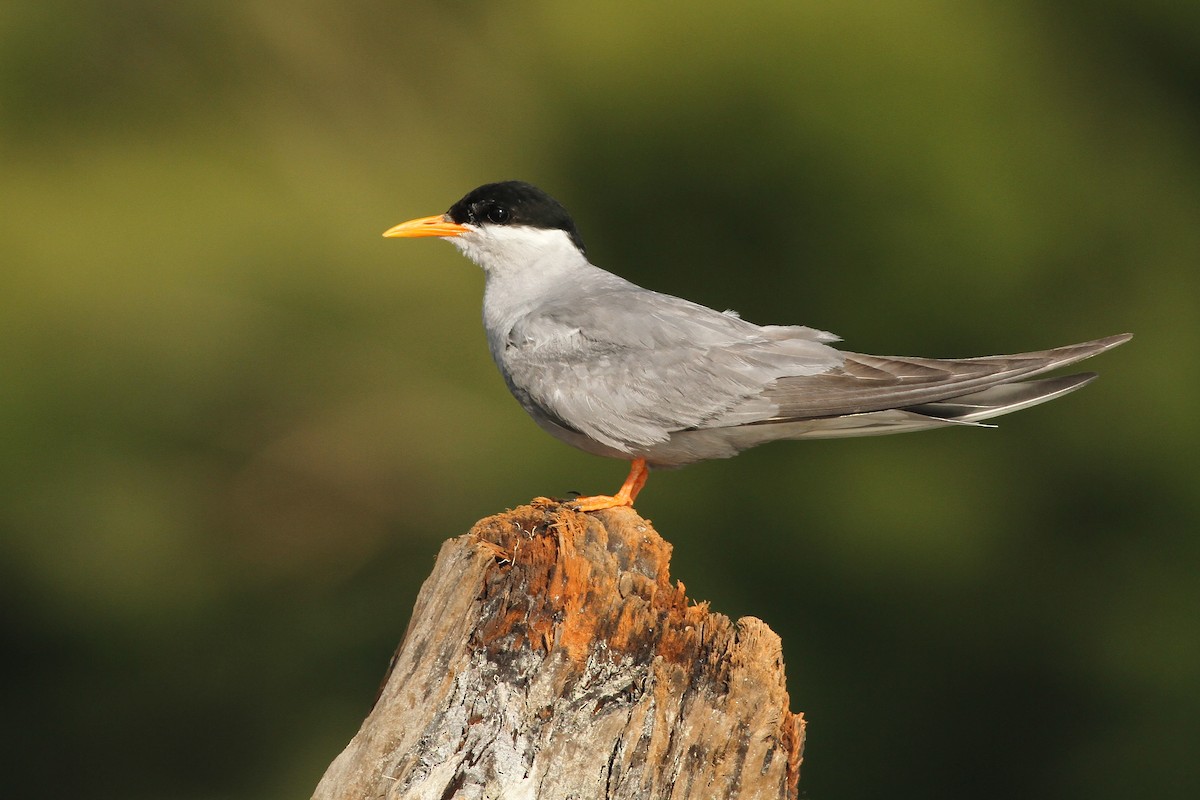 Black-fronted Tern - Evan Lipton