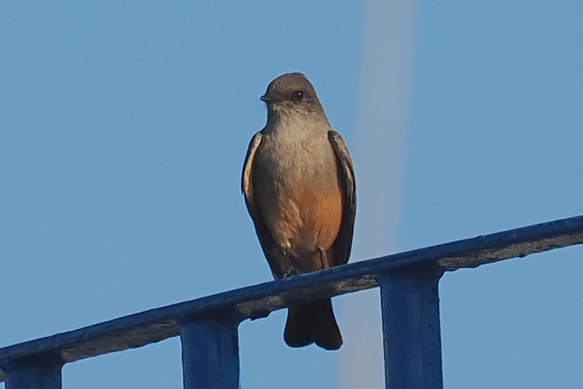 Say's Phoebe - ML514186611