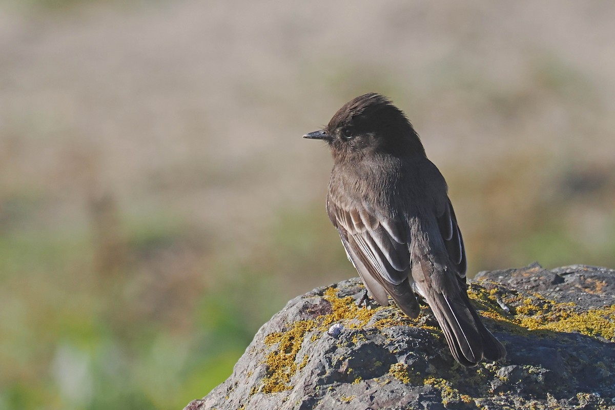 Black Phoebe - ML514186921