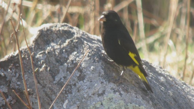 Black Siskin - ML514187601