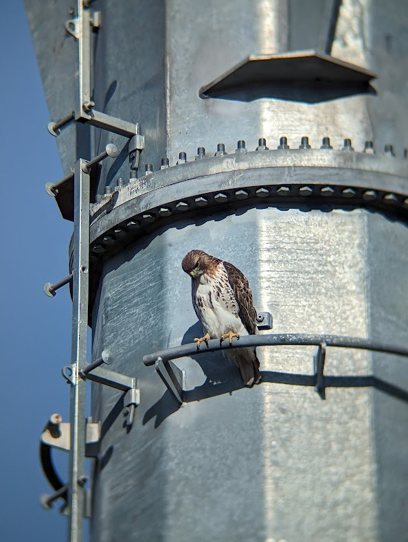 Red-tailed Hawk - ML514188941