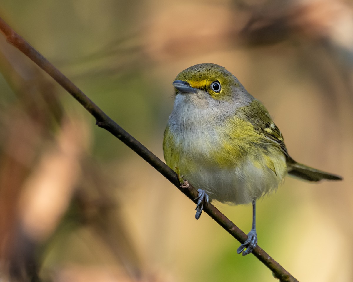 Ak Gözlü Vireo - ML514188961