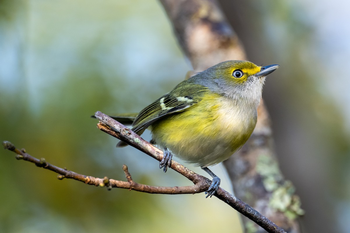 White-eyed Vireo - Ron Buening