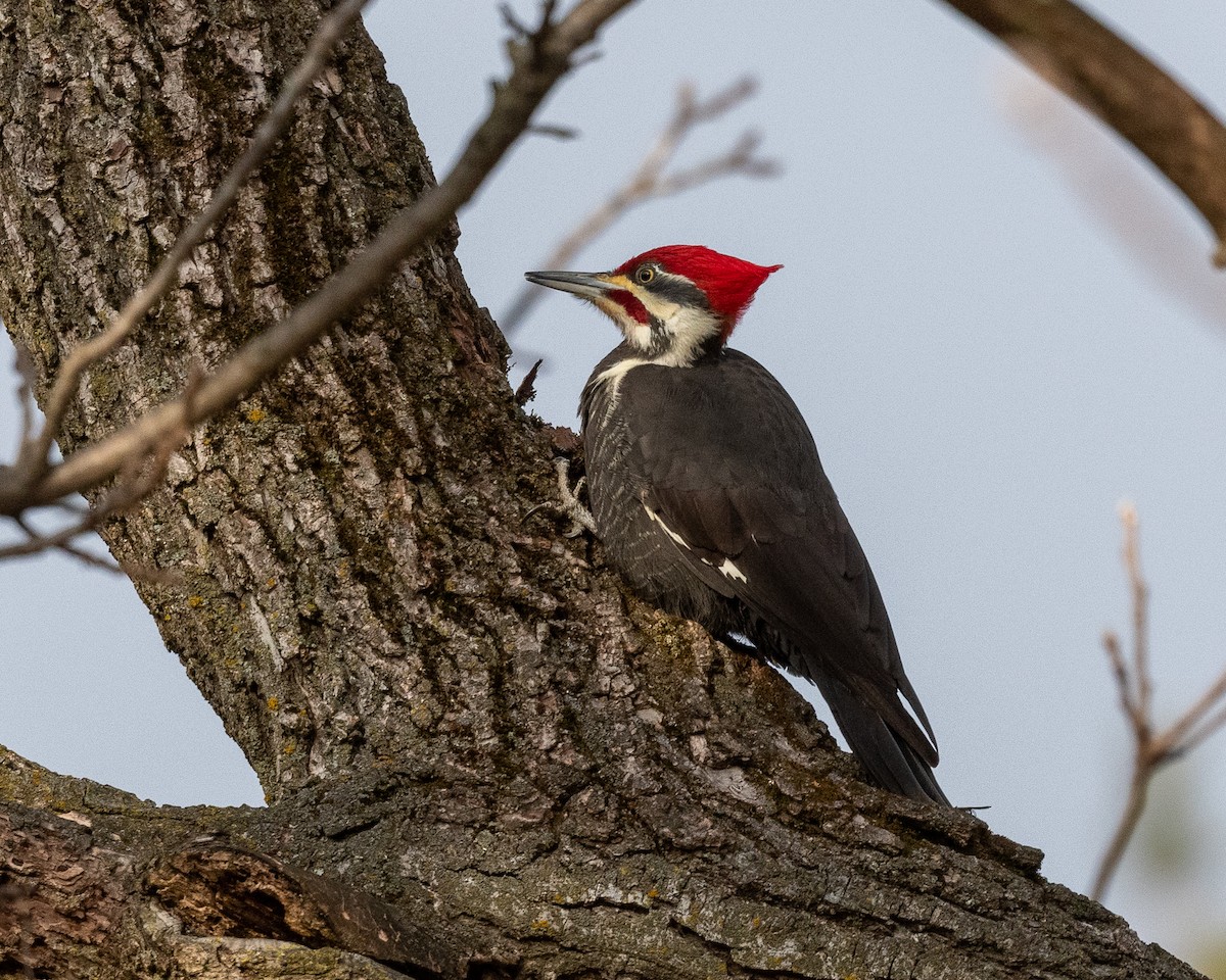Pileated Woodpecker - ML514189421