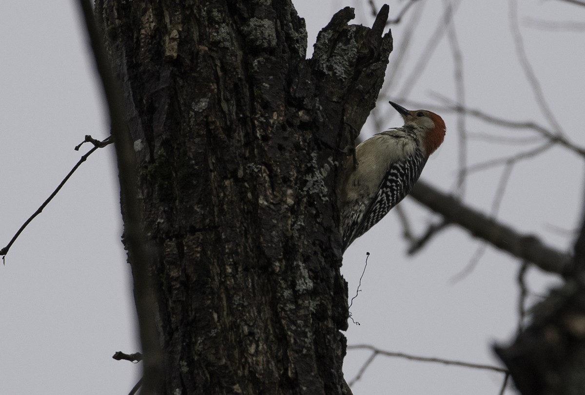 Red-bellied Woodpecker - ML514190461
