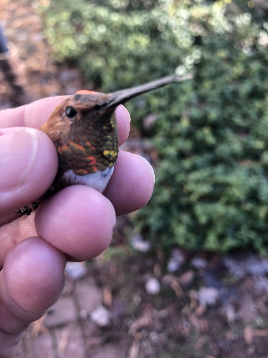 Rufous Hummingbird - ML514190591