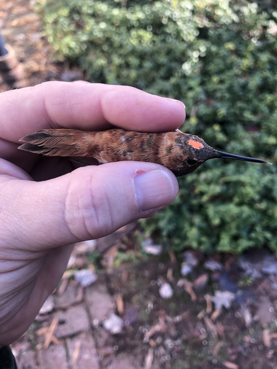 Rufous Hummingbird - ML514190601
