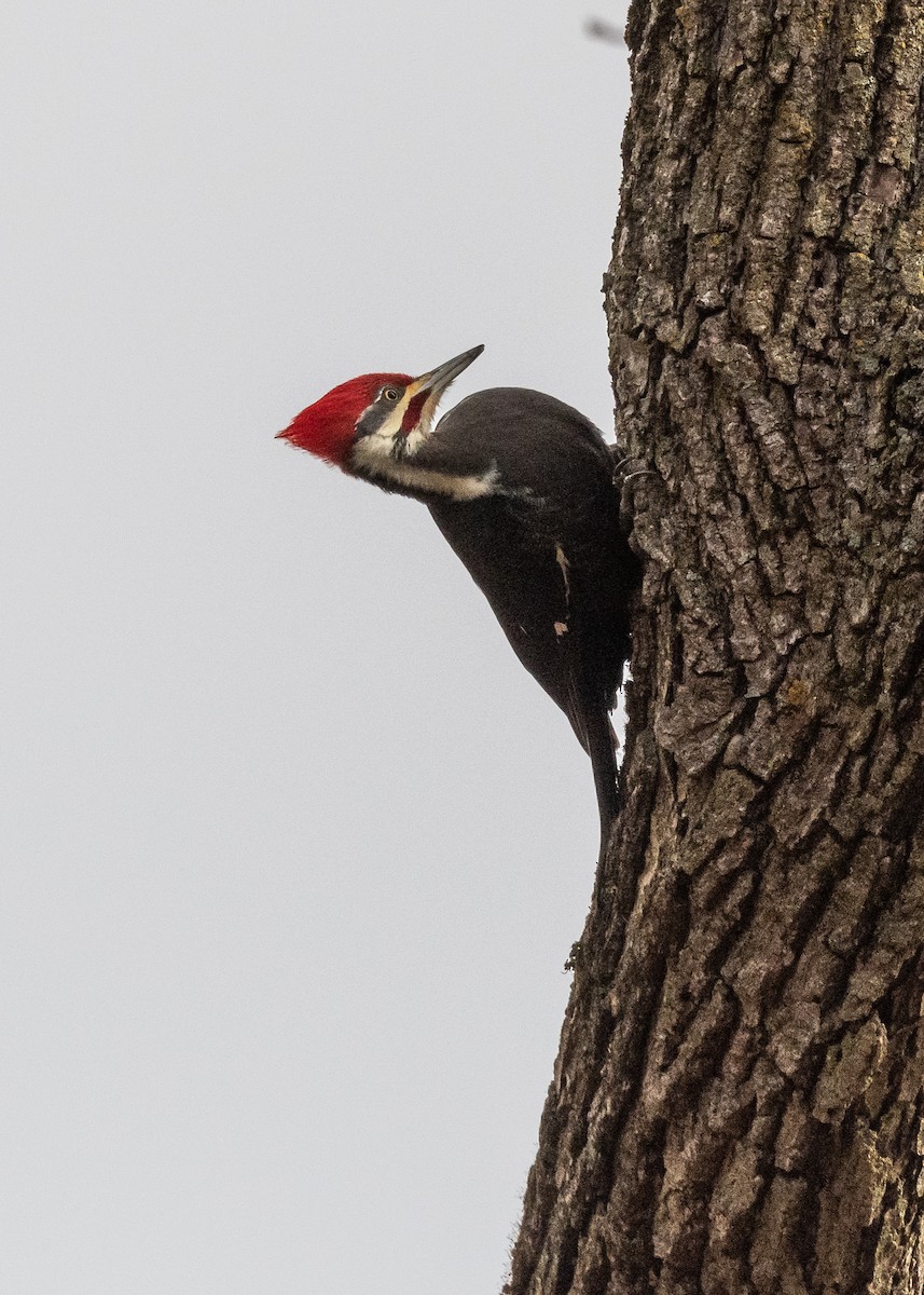 Pileated Woodpecker - ML514191171