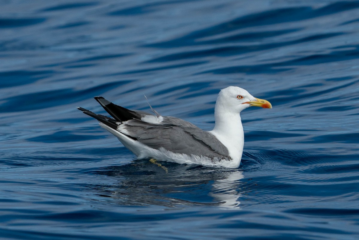 Yellow-legged Gull (atlantis) - ML514194101