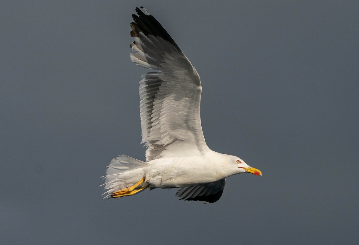 Yellow-legged Gull (atlantis) - ML514194111