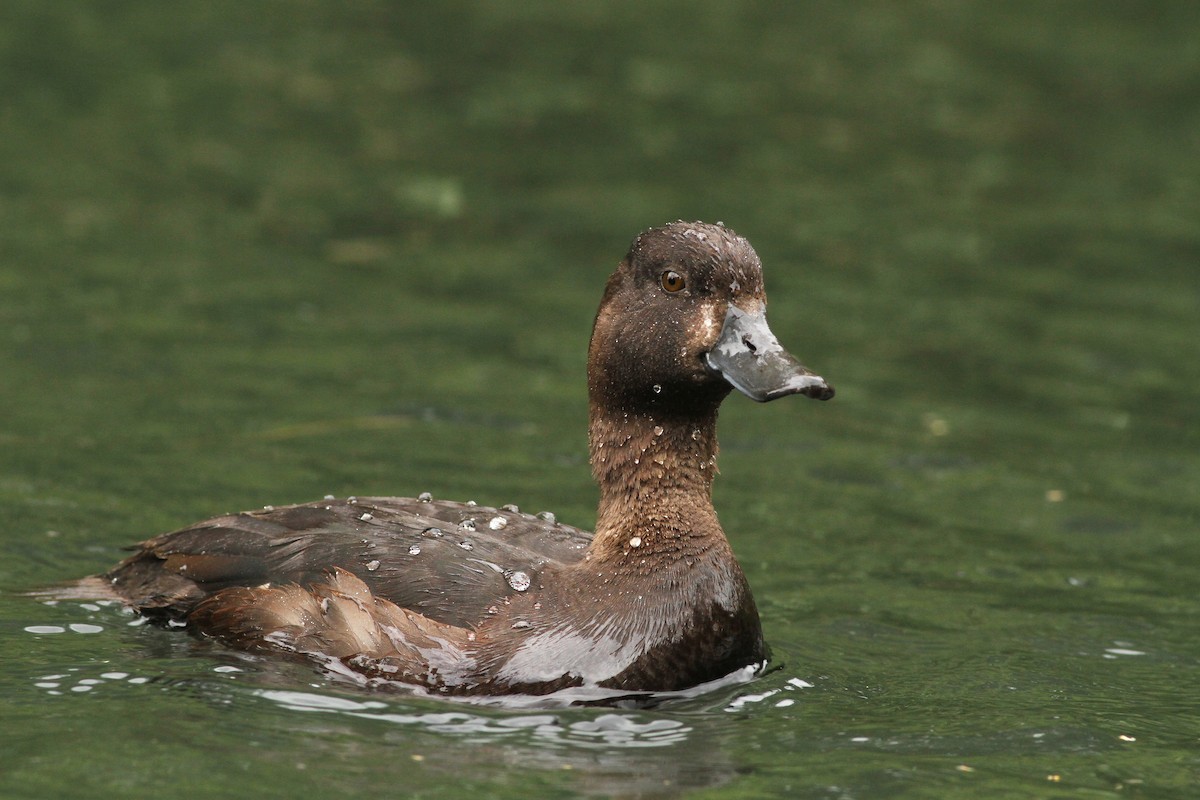 New Zealand Scaup - ML51419461