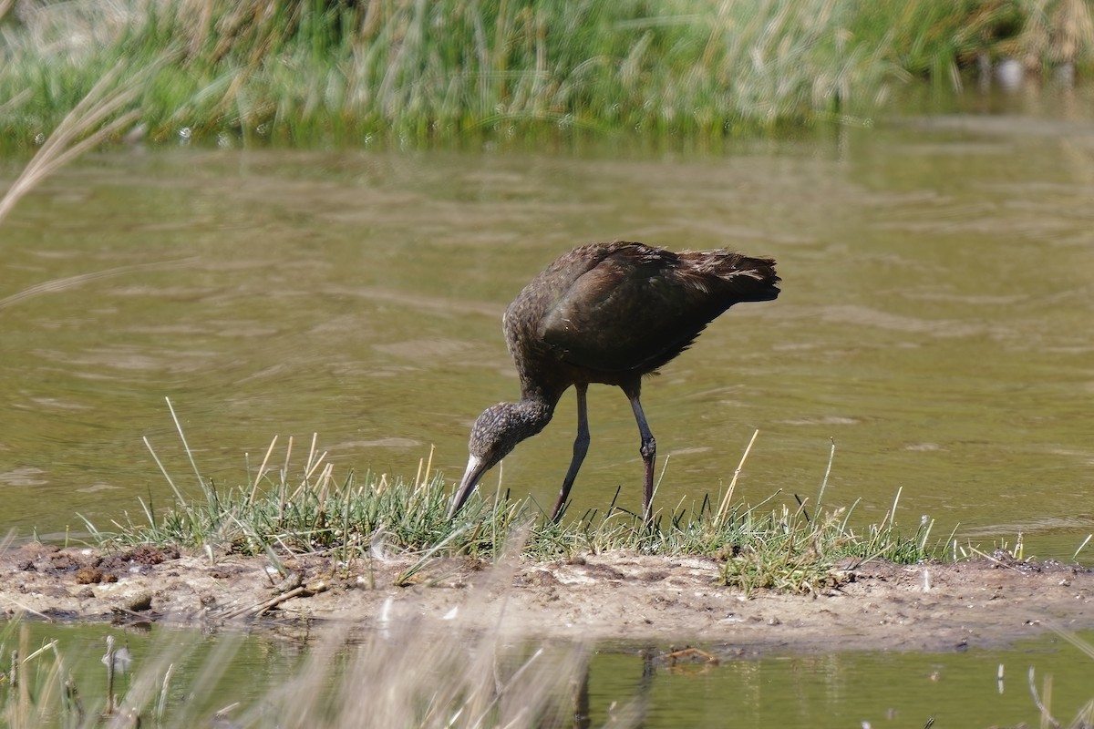 ibis andský - ML514195051